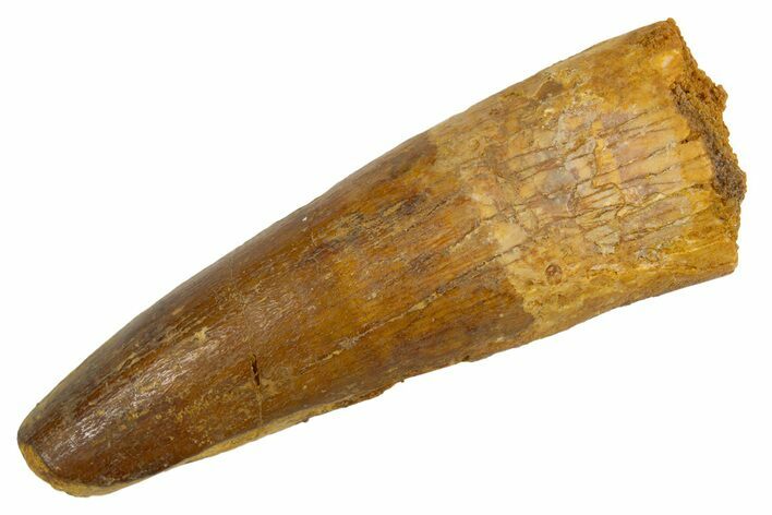 Fossil Spinosaurus Tooth - Real Dinosaur Tooth #305667